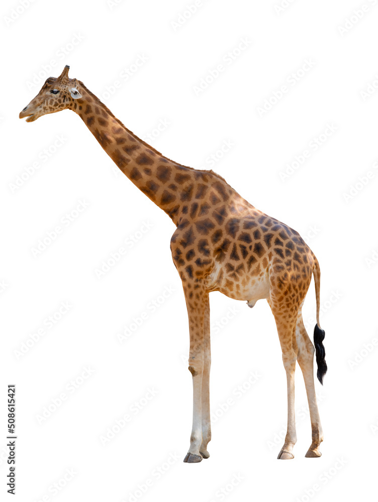 Fototapeta premium giraffe standing profile isolated on white