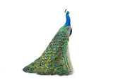 peacock isolated on a white