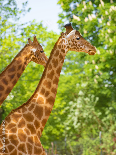 portraits of a giraffe against a background of green foliage
