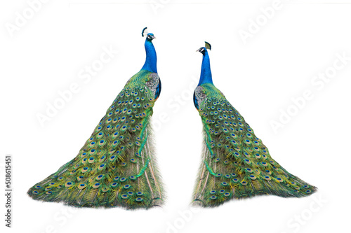 two peacock isolated on a white background