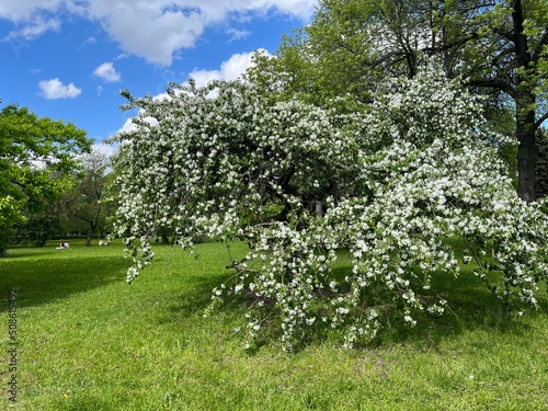 Blooming apple tree beyond the other trees