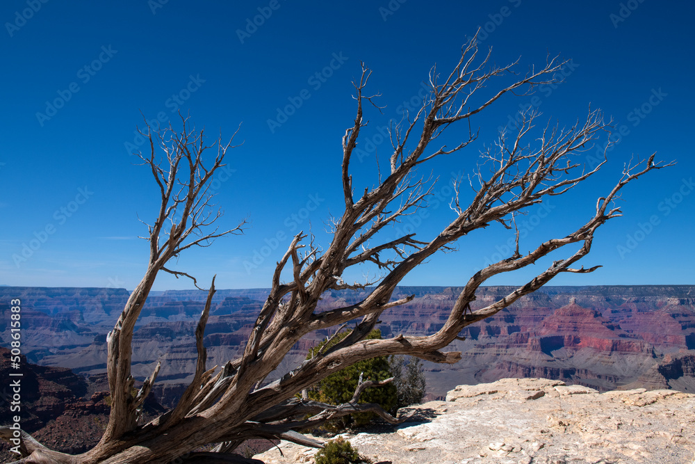 A tree branch in front of the Grand Canyon
