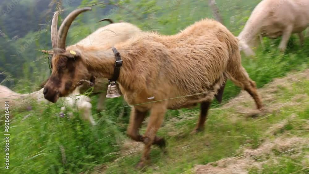 goat with long horns and a cowbell grazing together with the flock of sheep in the mountains goat with long horns and a cowbell grazing together with the flock of sheep in the mountains