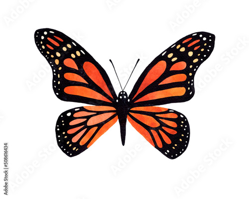 Watercolor Monarch Butterfly top view illustration. Isolated on white background. Watercolour insect. © Olga Miraniuk