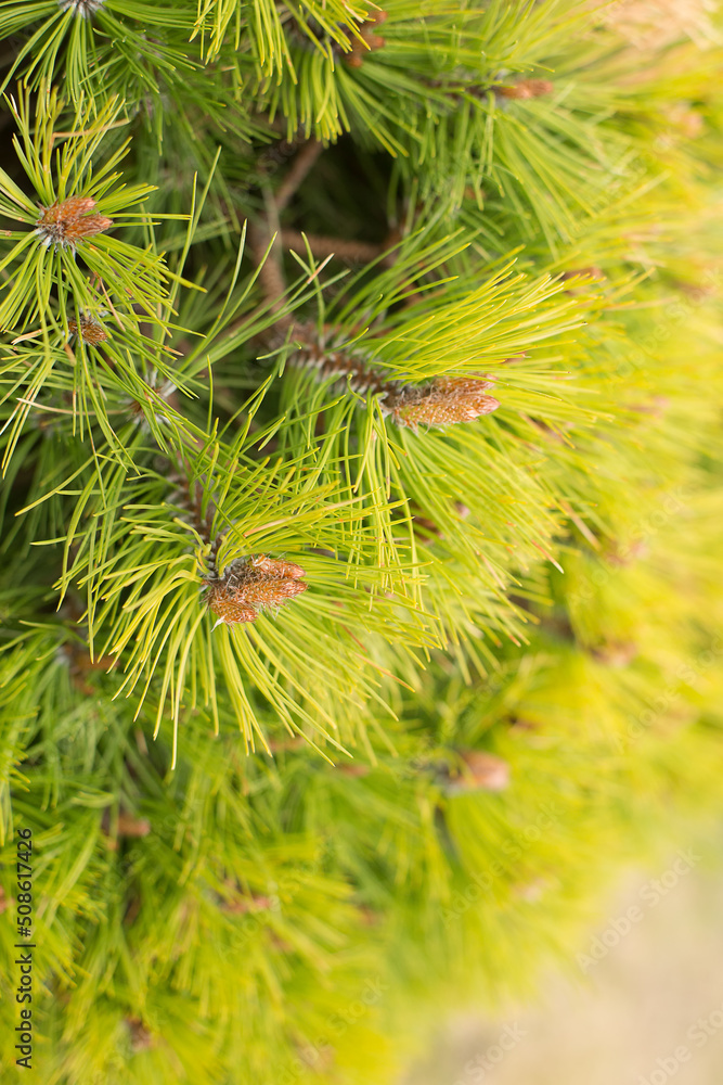 Pine branches close-up. Pine branches close-up.