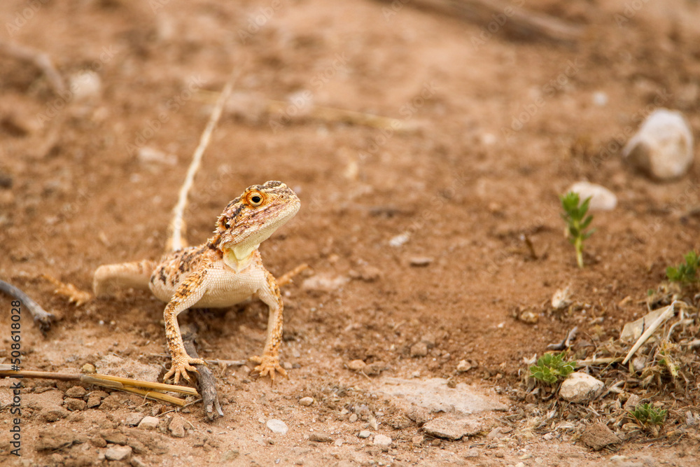 Ground Agama (Agama aculeata) in the Kgalagadi, South Africa Ground Agama (Agama aculeata) in the Kgalagadi, South Africa