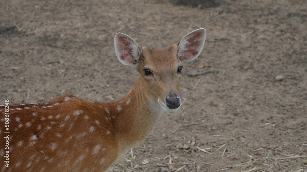slow motion scene, instinct of deer animal in wildlife slow motion scene, instinct of deer animal in wildlife