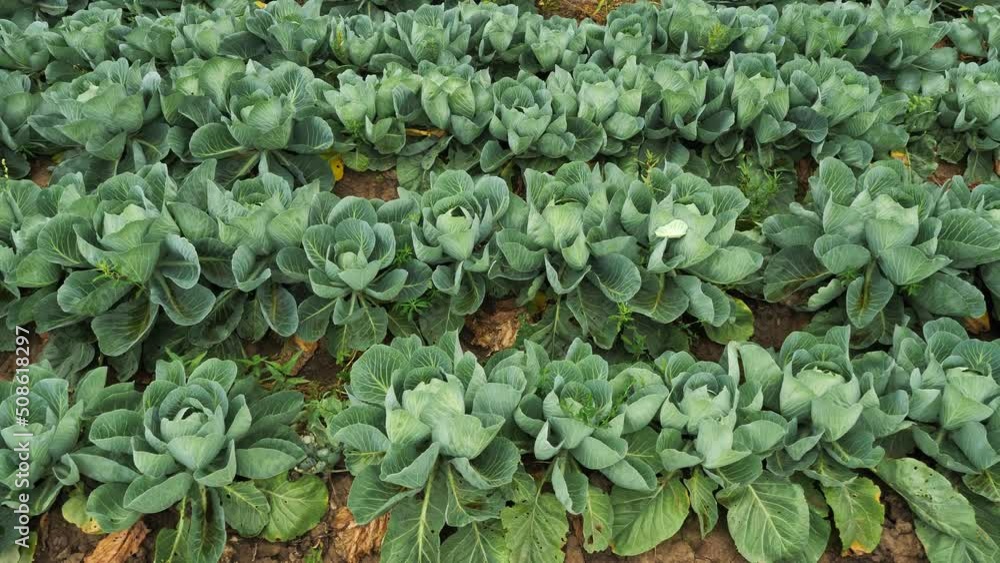 Fly over field of green cabbage. Cabbage bushes with green leaves on ground Fly over field of green cabbage. Cabbage bushes with green leaves on ground