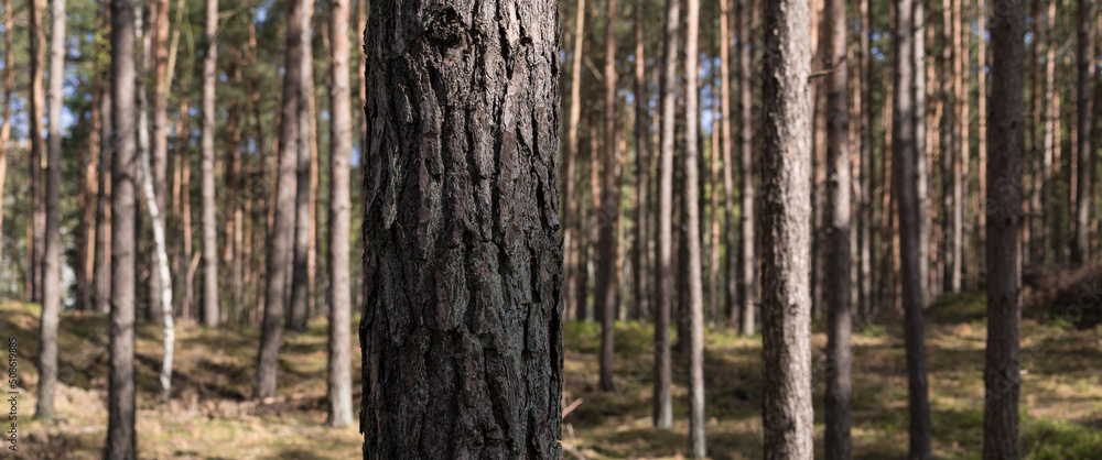 PINE FOREST - Conifers and sheathing forest in the sunshine PINE FOREST - Conifers and sheathing forest in the sunshine