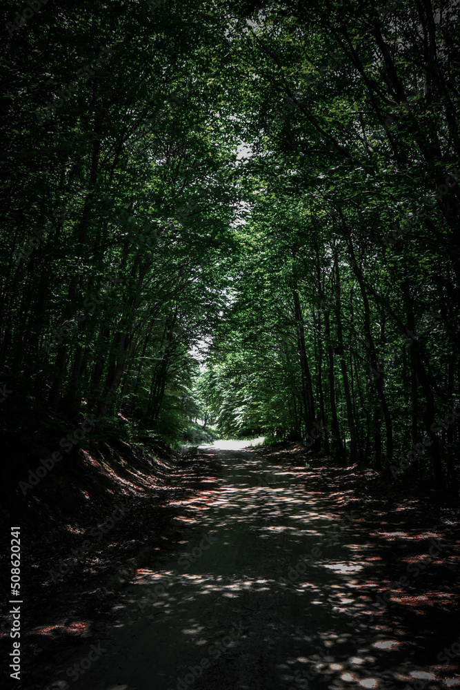 Obraz premium forest in the morning