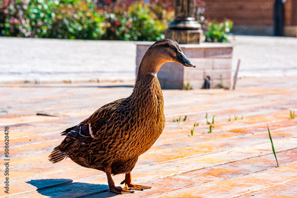 Fototapeta premium friendly mallard duck close-up in the park