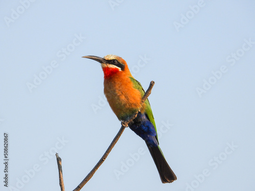 White-fronted bee-eater perched on a dry branch