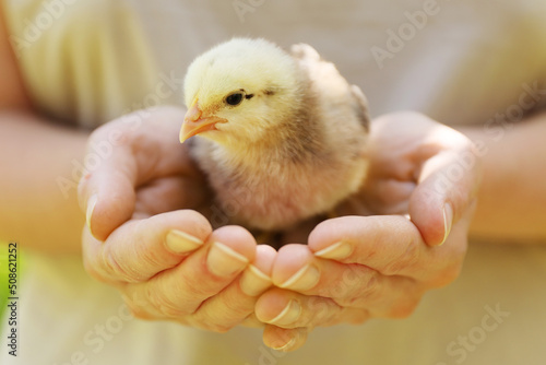 Fotografiet Newborn fluffy chick in hands, close-up.