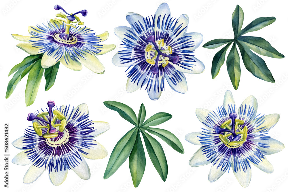 Fototapeta premium Set of tropical flowers on isolated white background, watercolor illustration Passionflower