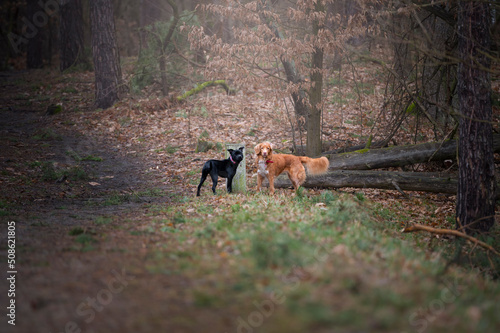 Fototapeta Naklejka Na Ścianę i Meble -  Dwa psy w lesie