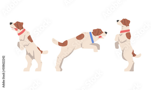 Beagle Dog Hound Breed with Brown Marking and Neck Collar Vector Set