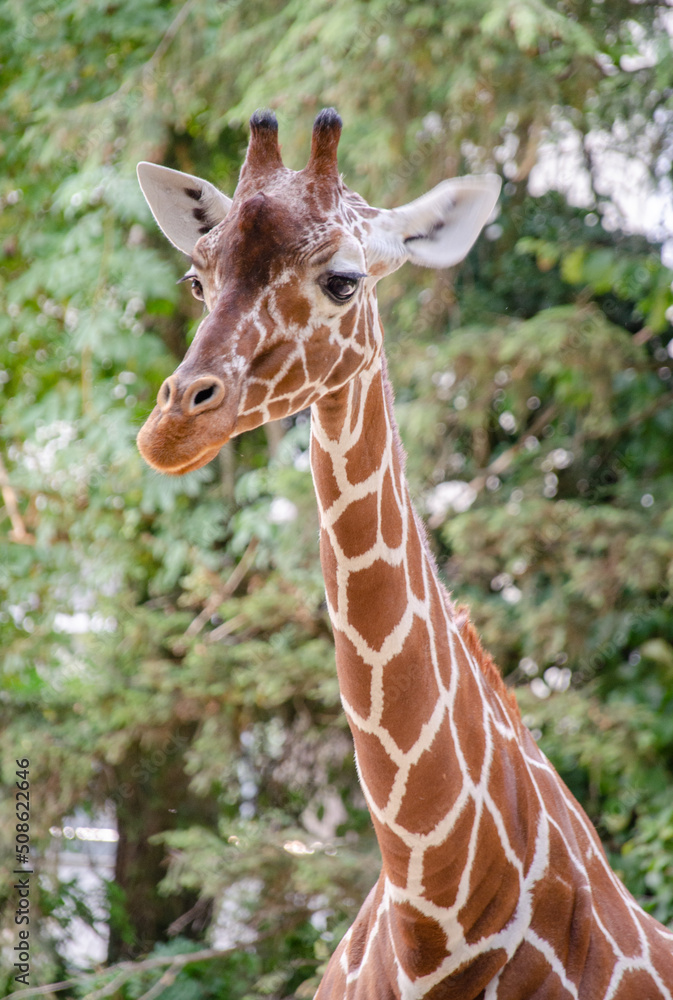 Fototapeta premium Close up of a giraffe in the zoo