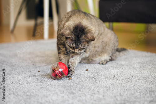 Active mature cat is playing at home with special ball dispenser with kibble inside that slowly drops out when cat pushes it. Playful kitty having fun with slow feeder toy full of food inside.