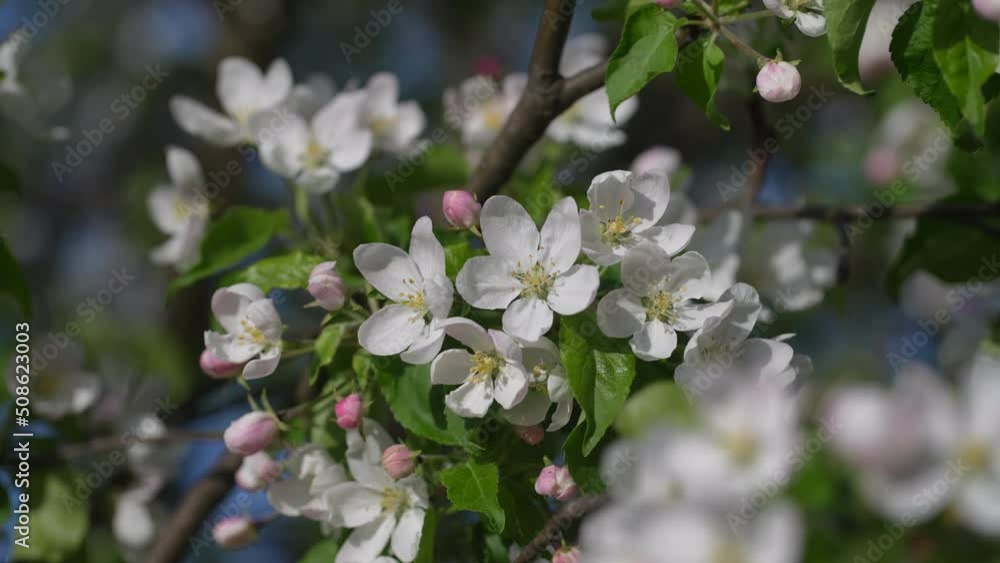 Sprig of white and pink flowers blooms on an apple tree against a blue sky, close-up. Flowering tree in orchard. Blossoming branch swaying in the wind on tree in spring time Sprig of white and pink flowers blooms on an apple tree against a blue sky, close-up. Flowering tree in orchard. Blossoming branch swaying in the wind on tree in spring time