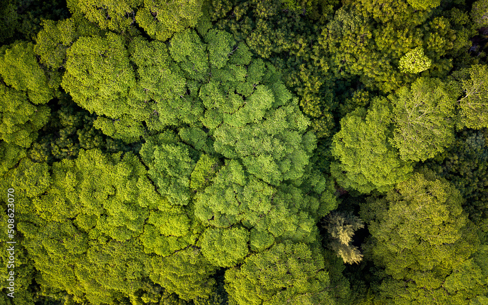 Green tropical trees pattern (aerial drone photo). Seychelles