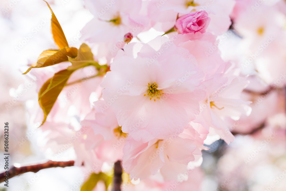 桜 桜