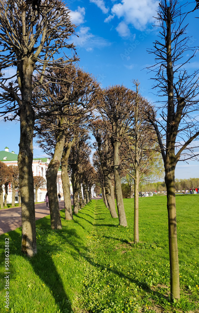 Obraz premium trees in the park