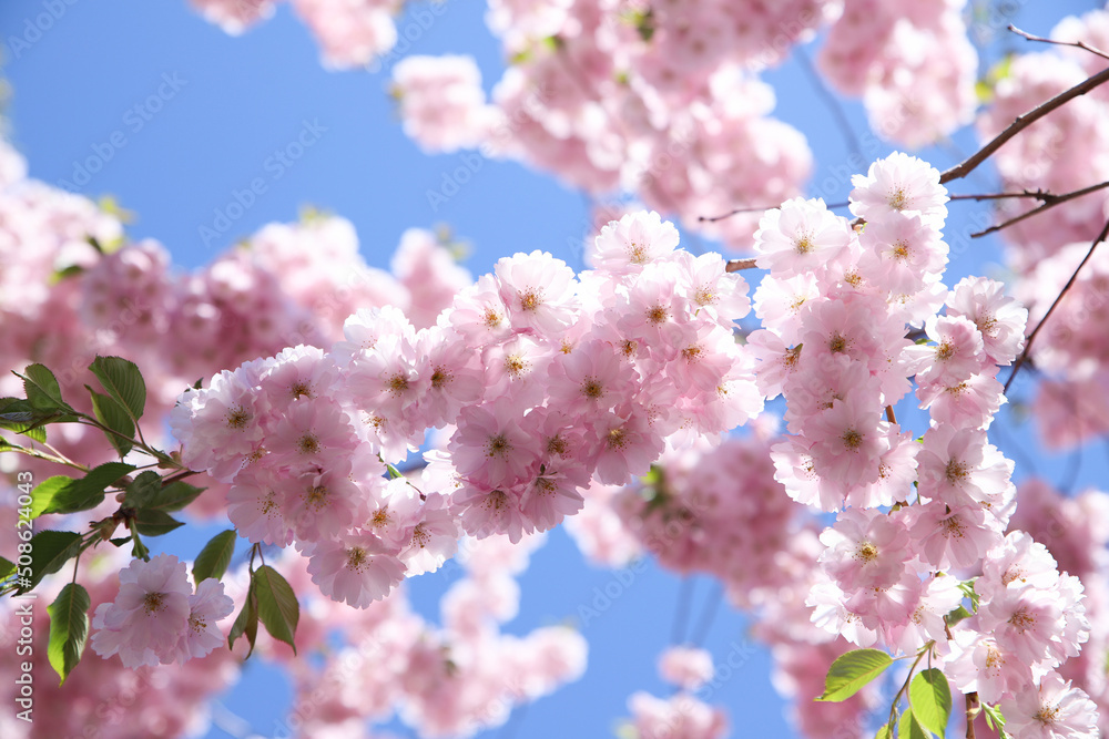 Pink sakura flower blossom on blue sky. Cherry tree blossom. Beautiful background texture, spring time. Pink sakura flower blossom on blue sky. Cherry tree blossom. Beautiful background texture, spring time.