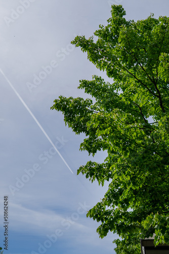 tree in the sky