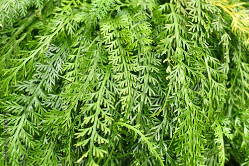 Rue leaved Spleenwort plant. Botanic name  Asplenium Prolongatum 