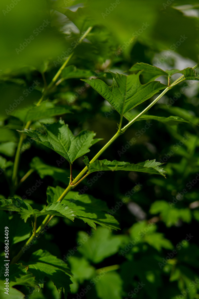 close up of green leaves close up of green leaves
