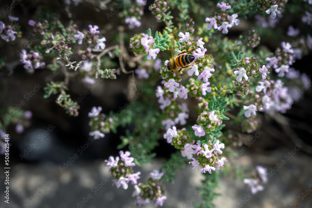 Bee on blooming Thymus or thyme plant in spring Bee on blooming Thymus or thyme plant in spring
