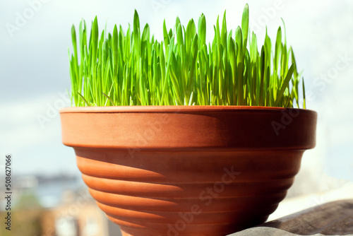 Green grass grows in a ceramic flower pot. Growing cat grass at home balcony. Oat grass plant in terracotta pot close up