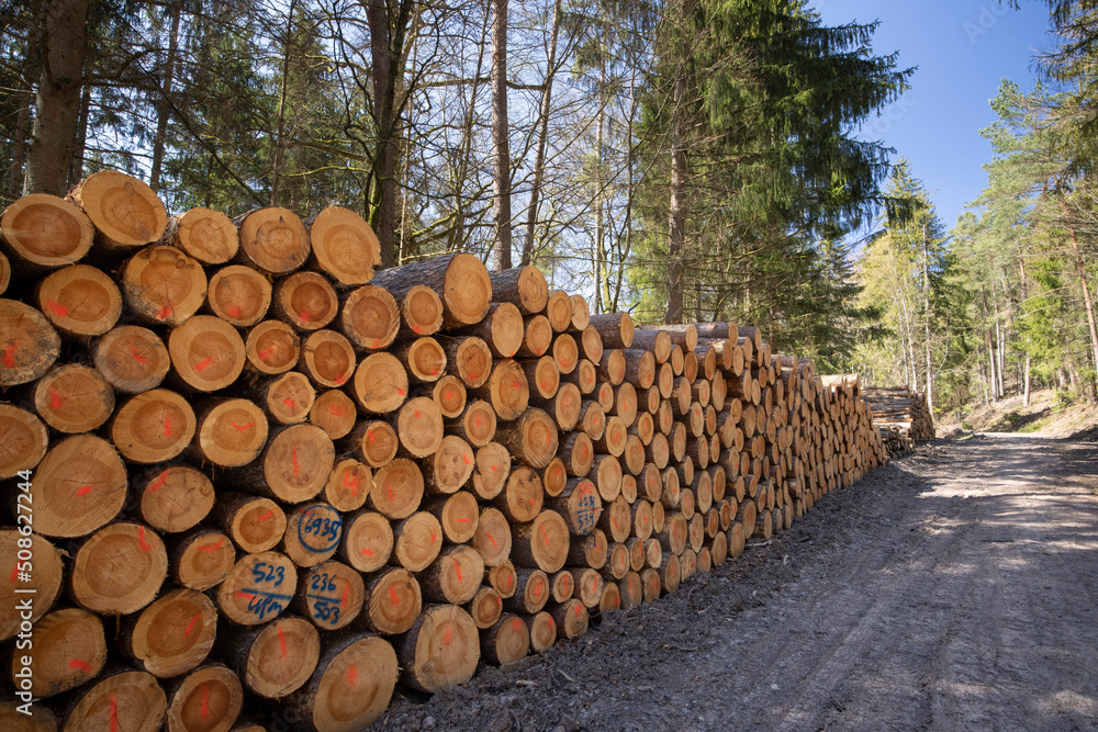 stack of logs in green forest renewable resource stack of logs in green forest renewable resource