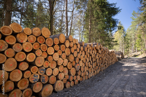 stack of logs in green forest renewable resource