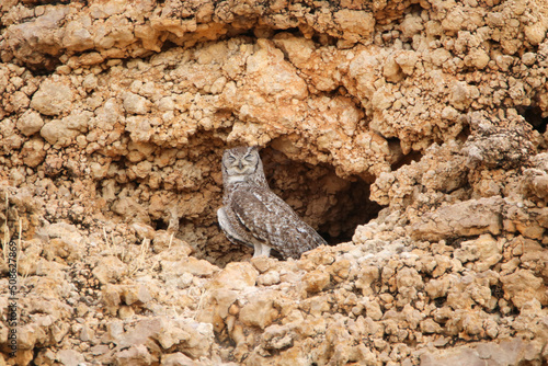 Spotted Eagle Owl in the Kgalagadi, South Africa