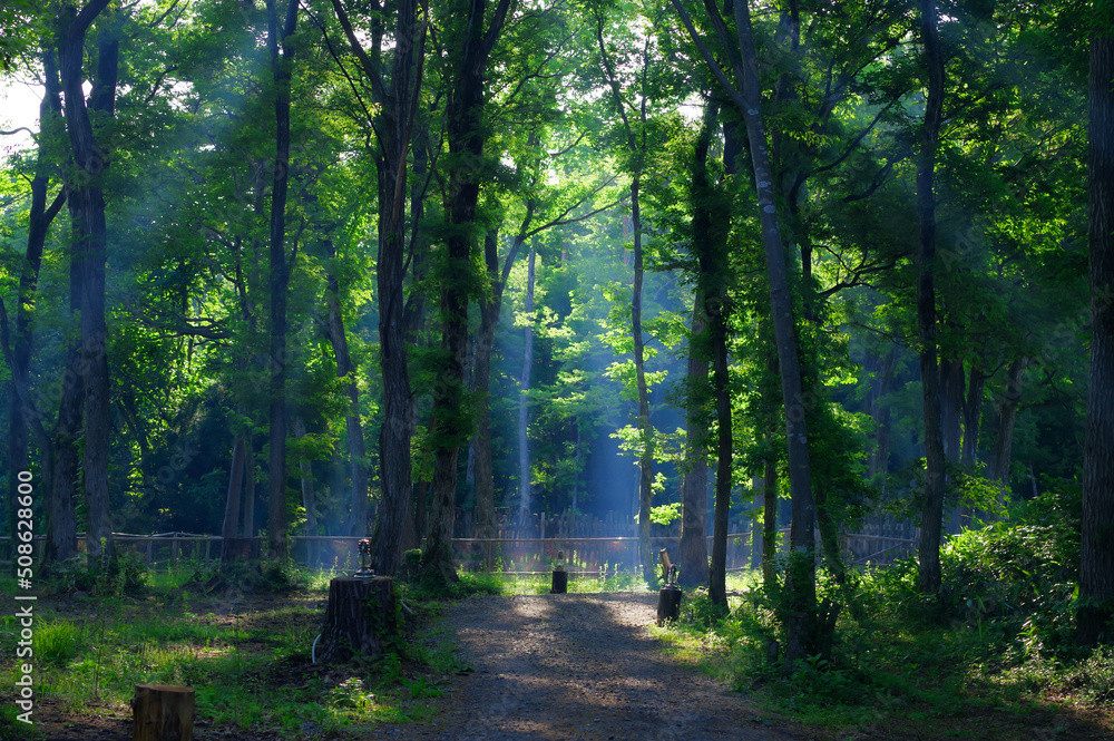 早朝の光の差し込む森林 歩道