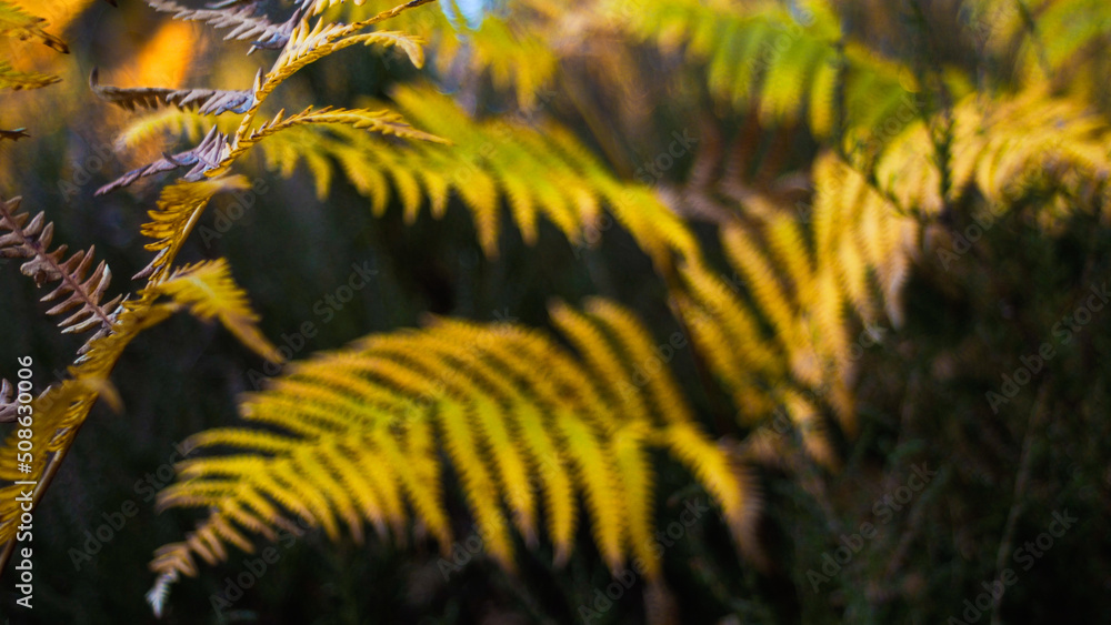Macro de feuilles de fougère de teinte orangée, dans la forêt des Landes de Gascogne, pendant le crépuscule Macro de feuilles de fougère de teinte orangée, dans la forêt des Landes de Gascogne, pendant le crépuscule