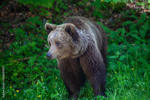 Young wild bear on a road in Romania