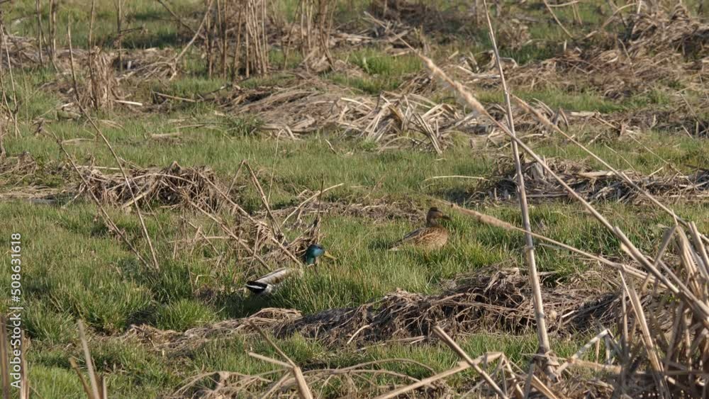 Wild duck in the wild around pond. Slow motion video. Wild duck in the wild around pond. Slow motion video.