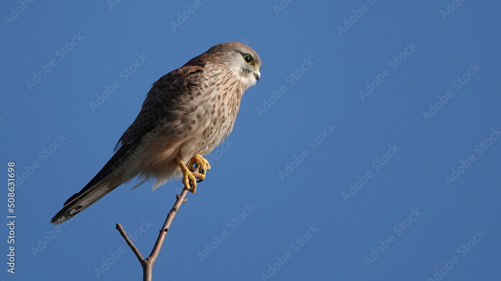 A low angle profile view of a female kestrel perching on a tree top against a blue sky background. A low angle profile view of a female kestrel perching on a tree top against a blue sky background.