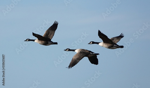 Three Canada geese in flight against a blue sky. 