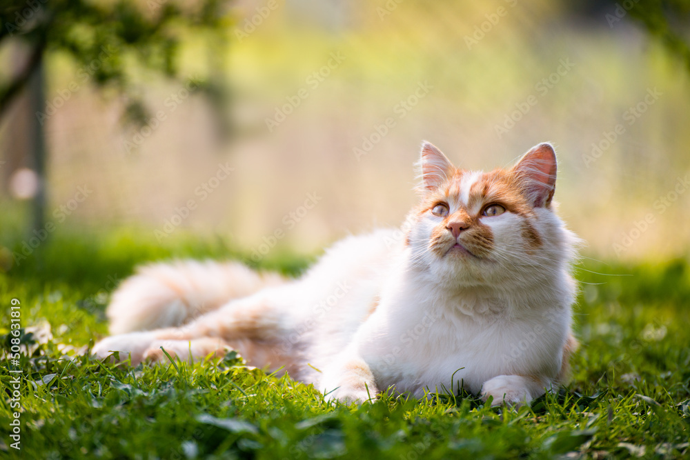 Laying on backyard grass red domestic cat