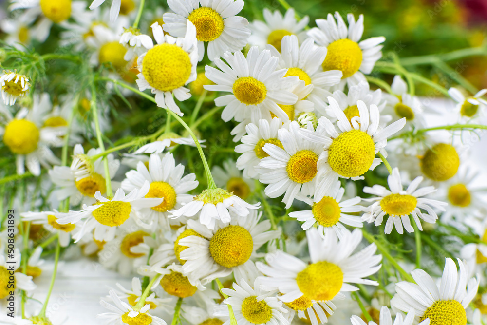 Fototapeta premium Bouquet of chamomile medicinal (pharmacy) field close-up. Herbal medicine, medicinal herb Matricaria.