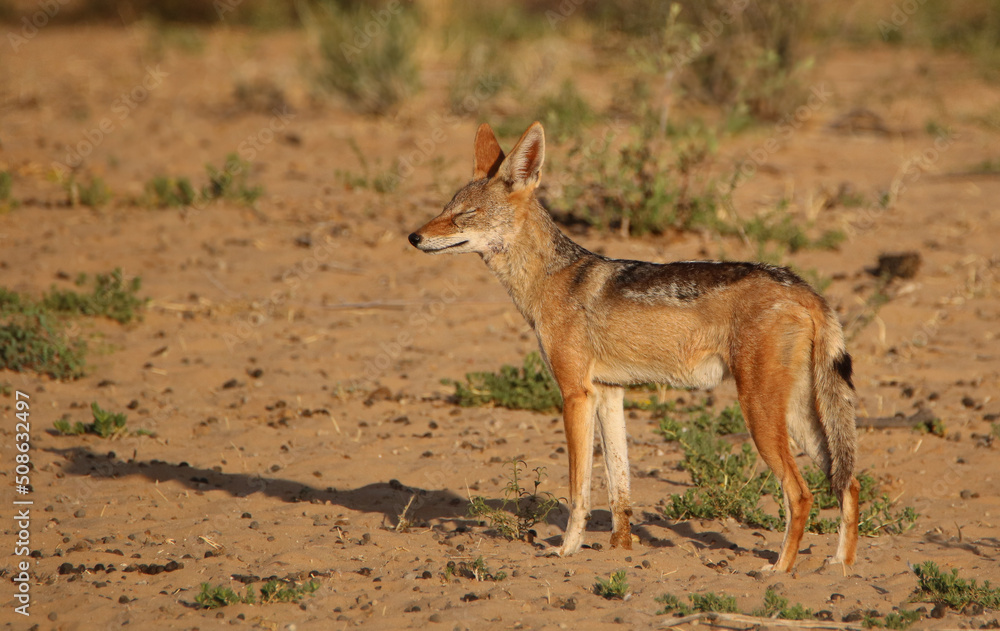 Black-backed Jackal in the Kgalagadi, South Africa Black-backed Jackal in the Kgalagadi, South Africa