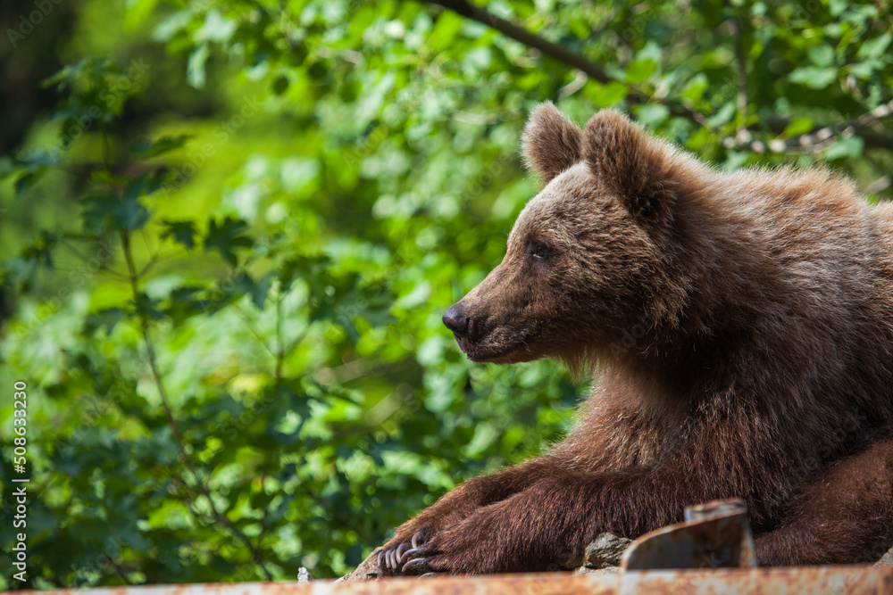 Fototapeta premium Young bear on the Transfagarasan in Romania