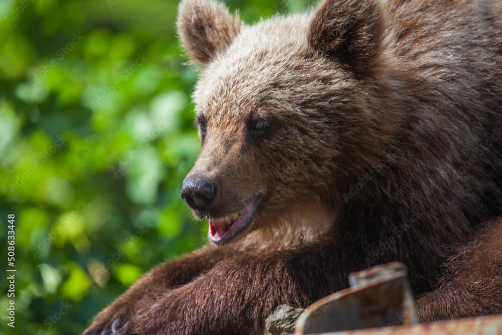 Young bear on the Transfagarasan in Romania Young bear on the Transfagarasan in Romania