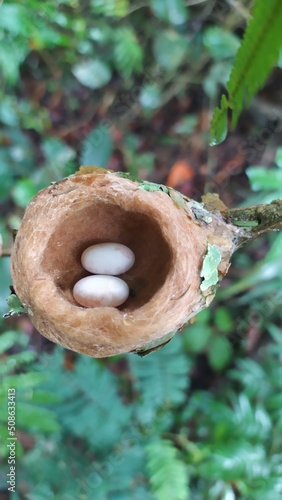 hummingbird eggs in the nest