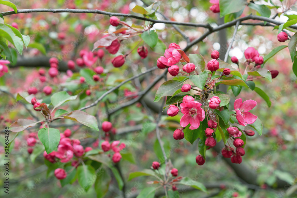 Apple tree with pink flowers in a spring garden. Pink-red inflorescences of an ornamental apple tree. Apple tree with pink flowers in a spring garden. Pink-red inflorescences of an ornamental apple tree.