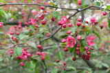 Apple tree with pink flowers in a spring garden. Pink-red inflorescences of an ornamental apple tree.