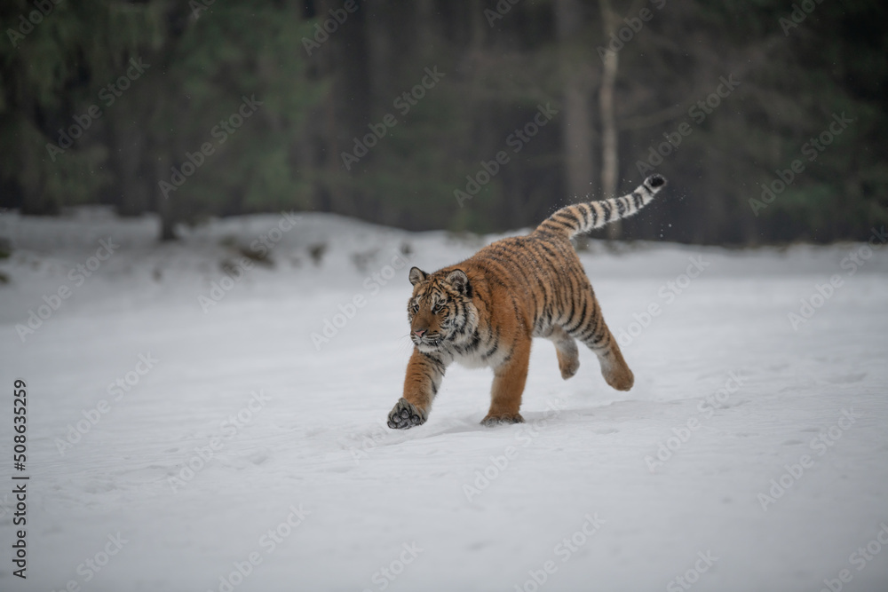 Obraz premium Siberian Tiger running in snow. Beautiful, dynamic and powerful photo of this majestic animal. Set in environment typical for this amazing animal. Birches and meadows